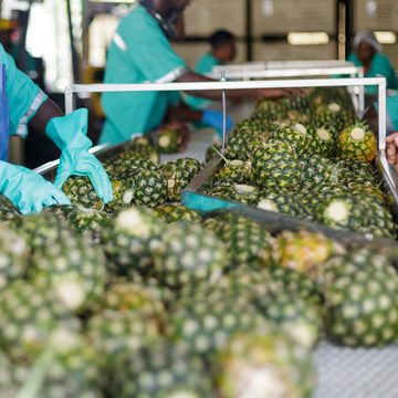 Ananasfrüchte werden von Personen in blauen Handschuhen auf einem Förderband sortiert.