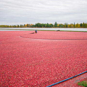 Kranbeeren schwimmen auf Wasserfläche, Arbeiter treibt sie zusammen, umgeben von Wald und Himmel.