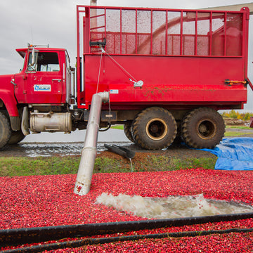 Ein roter Lastwagen pumpt Wasser und Cranberries auf eine Plantage am Feldrand.