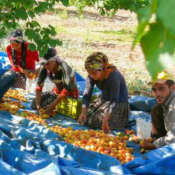 Menschen sortieren Aprikosen auf blauen Planen im Schatten unter Bäumen.