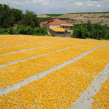 Aprikosen trocknen auf Reihen unter freiem Himmel neben einem Gebäude auf dem Land.