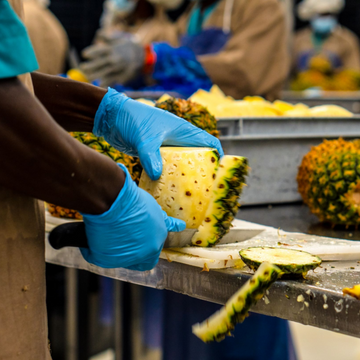 Eine Person schneidet Ananas mit einem Messer in einem Verarbeitungsbetrieb.